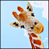 curious giraffee