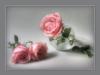 sweet roses