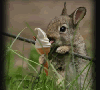 bunny likes ice cream