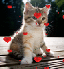 Kitten Hearts
