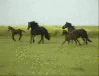 Wild Fresian Horses