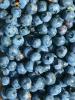Blueberry - background