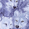 Snowy Wolves - background - win