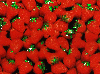 Strawberry Patch - background