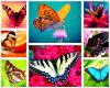 Amazing Butterflies by Marteeni