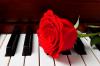Musical Rose