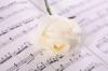 White rose with notes