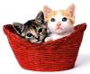 Cats in the basket