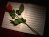 Rose and music sheet