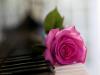 Pink rose on Piano