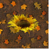 Autumn Sunflower-Seamless tile