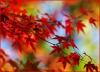 Background - Autumn/Fall