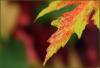 Background - Autumn / Fall