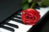 Rose and Piano