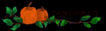 Pumpkins-Tabi loves it