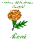 October Birth Flower - Marigold - Roni
