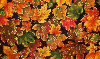 Autumn background - aut - bg - fg