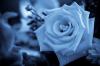 Soft Blue Rose