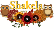 Fall Owl - Shakela