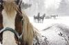 Horses in the winter