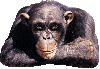 Ape Monkey