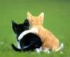 Kitten hug