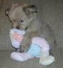 shy puppy loves her doll