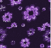 Black with purple flowers - background