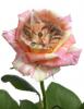 kitten in roses