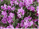 Purple Flowers - background - fg
