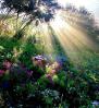 Divine light of garden