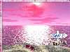 Pink Beach Background Frame