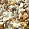 Sea shells - background