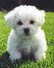 A cute bichon frise puppy