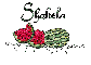 Summer watermelon - Shakela