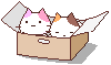 Kittens in box