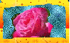 A pretty rose