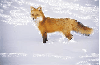 Fox - background