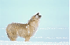 Wolf - background