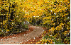 Autumn / Fall - background - aut