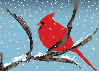 Cardinal Winter - background - win