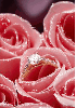 Pink roses - background