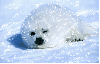 Winter seal - background