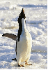 Penguin - background