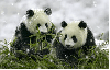 Panda - background