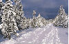 Snowy Tree - background - win