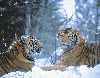 Tiger - background