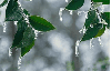 Icy tree - background
