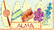 Surfboards - Alma