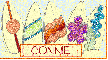 Surf boards - Connie